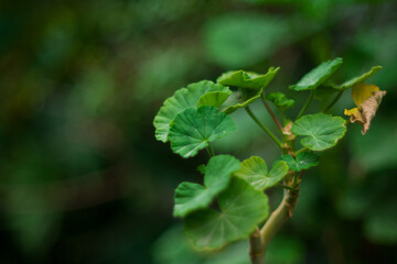green leaves on a branch