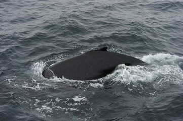 Fototapeta premium The humpback whale (Megaptera novaeangliae) 