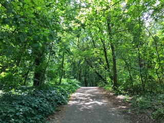 Obraz premium path in the park