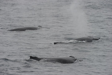 Obraz premium The humpback whale (Megaptera novaeangliae) 