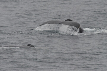 Fototapeta premium The humpback whale (Megaptera novaeangliae) 
