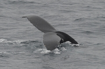 The humpback whale (Megaptera novaeangliae) 