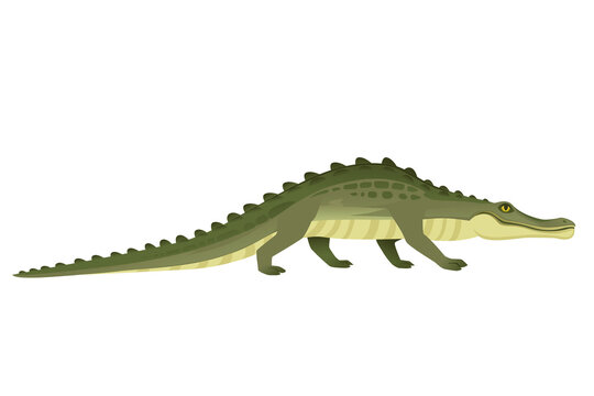 Green crocodile character big carnivore reptile cartoon animal design flat vector illustration isolated on white background