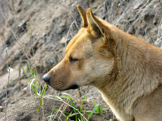 A stray dog encountered on a hike in the mountains.
