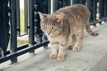 A cute yard cat walks along the fence and looks at the camera. Street photos