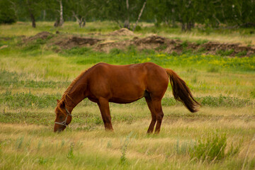 Obraz premium A brown horse grazes on an ecologically clean pasture far from the big city.