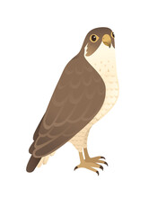 Predatory bird cute adult falcon cartoon animal design birds of prey character flat vector illustration isolated on white background