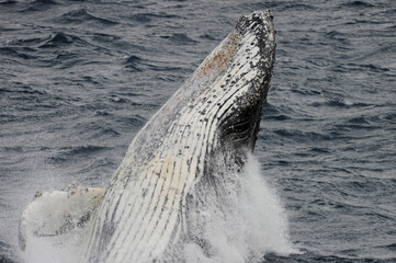 The humpback whale (Megaptera novaeangliae) 