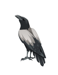 Predatory bird adult black and gray crow cartoon animal design birds of prey character flat vector illustration isolated on white background