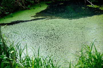 Overgrown water in the swamp. Swamp in the forest