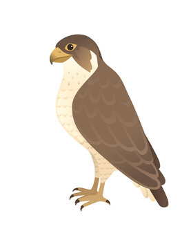 Predatory bird cute adult falcon cartoon animal design birds of prey character flat vector illustration isolated on white background
