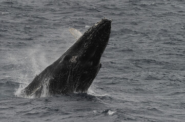 The humpback whale (Megaptera novaeangliae) 