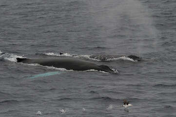 Obraz premium The humpback whale (Megaptera novaeangliae) 