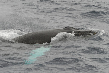 The humpback whale (Megaptera novaeangliae) 
