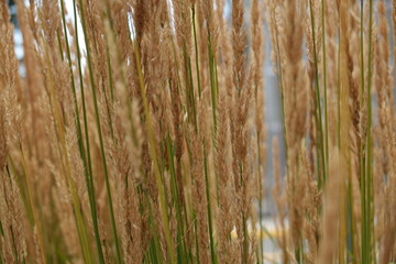 Pennisetum alopecuroides - Fountain Grass.