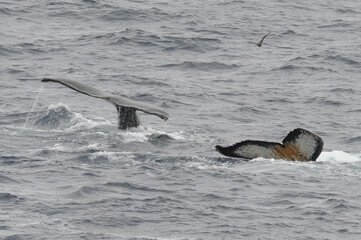 The humpback whale (Megaptera novaeangliae) 