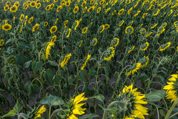 Bright yellow sunflowers in full bloom  in garden for oil improves skin health and promote cell...