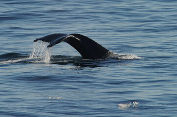 Obraz premium The humpback whale (Megaptera novaeangliae) 