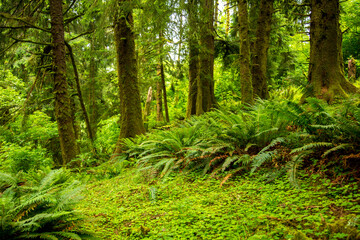 Spruce trees with a  lush understory composed of sword fern, salmonberry, and salal on the north Oregon coast