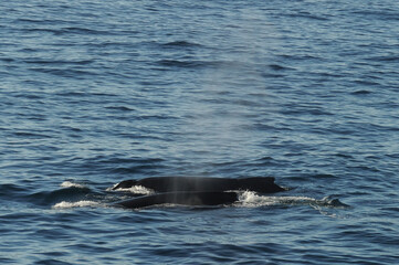 Fototapeta premium The humpback whale (Megaptera novaeangliae) 