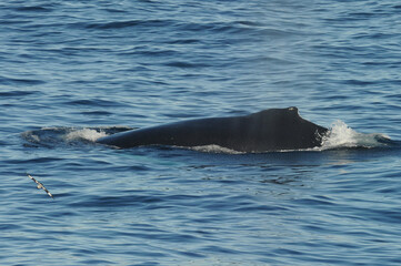 Naklejka premium The humpback whale (Megaptera novaeangliae) 