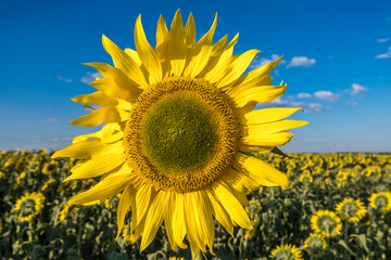 Bright yellow sunflowers in full bloom  in garden for oil improves skin health and promote cell...