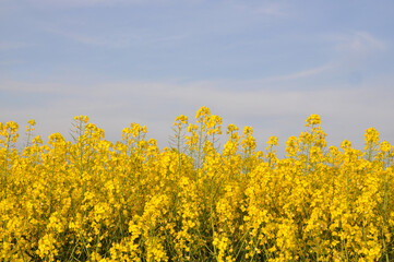 Closeup of yellow rape against blue sky