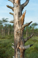 Naklejka premium Dried dead tree in Kakerdaja raised bog. Detail of a tree trunk with few spread out branches. Tree has no bark. 