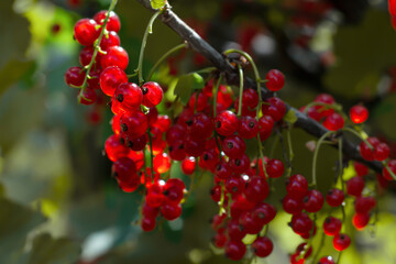Red currant berries in the garden. Selective fokus.