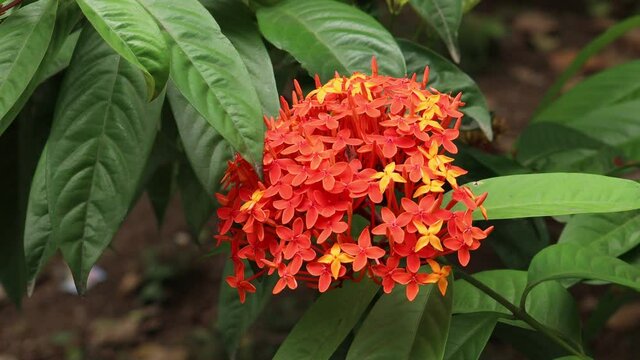 red and yellow ixora flower