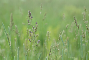 Fototapeta na wymiar fresh green grass with panicles and spikelets blooming in a summer field