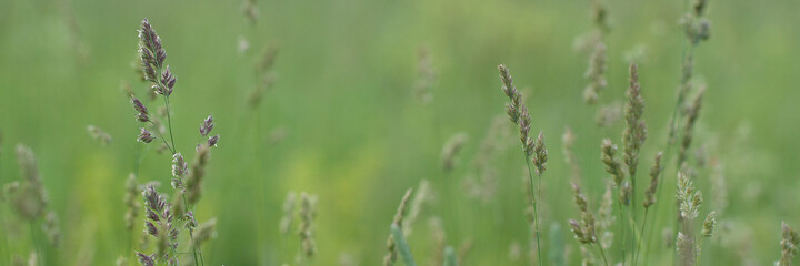 green grass with panicles and spikelets blooming in a summer field