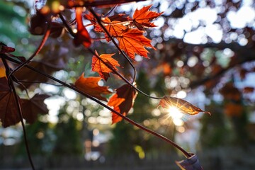 autumn leaves on the tree