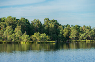Reflections of forest line in clean bog lake water.  Green foliage of hardwood and evergreen...