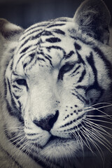 white bengal tiger