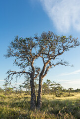 Obraz premium Idyllic scene from raised Kakerdaja bog. Sunny weather in July. Typical bonsai shaped poor pine tree in front, blue sky over deceptive land. Estonia, European Union