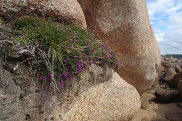 Bewachsene Felsen an der rosa Granitküste