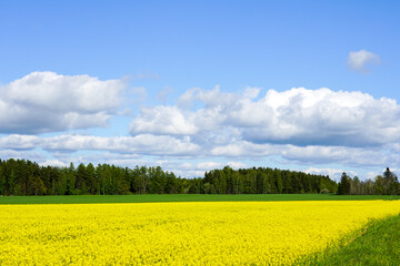 landscape with flowering rape field, forests, blue sky with white clouds