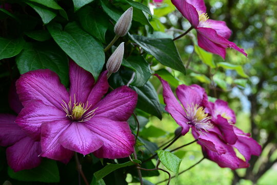 The buds and flowers of lilac clematis are very attractive.