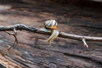 Lateral view of a snail gliding on tree branch. Macro close-up blurred background. Nature photography. Big snail in shell crawling on branch in garden. A common garden snail climbing on a tree.
