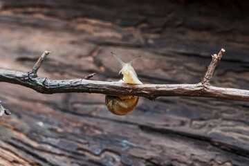 Lateral view of a snail gliding on tree branch. Macro close-up blurred background. Nature photography. Big snail in shell crawling on branch in garden. A common garden snail climbing on a tree.