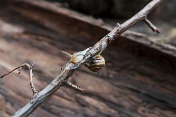 Lateral view of a snail gliding on tree branch. Macro close-up blurred background. Nature photography. Big snail in shell crawling on branch in garden. A common garden snail climbing on a tree.