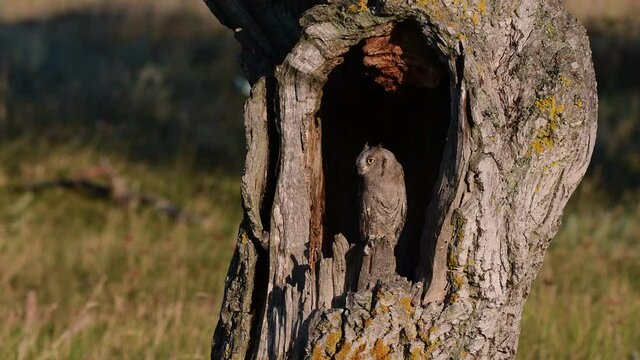Eurasian scops owl, otus scops