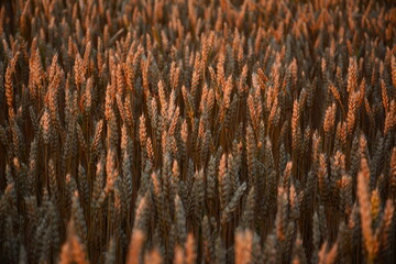The ears of ripe wheat in the morning sun. 