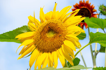 sunflower aveja