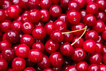 the fruits of the cherries harvested crop.