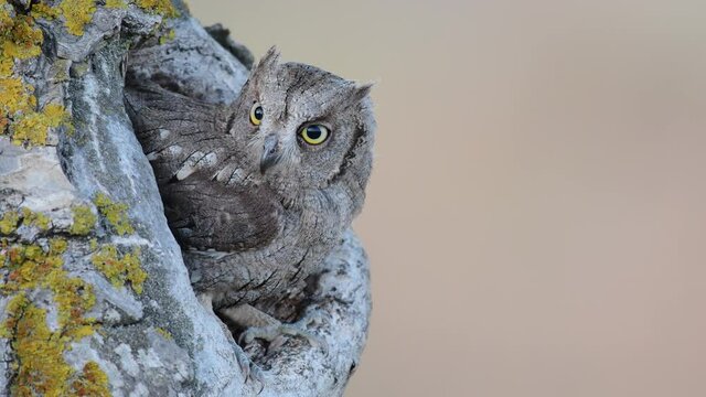 Scops Owl looking out of nesthole. Otus scops close up