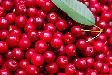 the fruits of the cherries harvested crop.