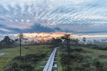 Fototapeta premium Wooden path in Kakerdaja raised bog wetland. Sunrise golden glow in the skies. Clouds resembling tire pattern. Pines (Pinus Sylvetris) trees around.