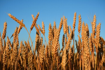 The ears of ripe wheat against a blue sky.